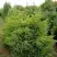Можжевельник КУРИВАО ГОЛД китайский в Калинковичах