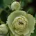 Роза ГРИН ДАЙМОНД миниатюрная в Калинковичах