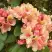 Рододендрон ФЛАУТАНДО в Калинковичах