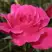 Роза ВИЕН РОУЗ чайно-гибридная в Калинковичах