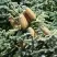 Пихта благородная в Калинковичах