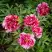 Пион РЕД ВИЗ ПИНК древовидный в Калинковичах