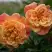Роза АЛОХА плетистая в Калинковичах