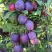 Слива БЛЮ СВИТ колонновидная в Калинковичах