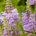 Физостегия РОЗЕЯ виргинская в Калинковичах