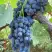 Виноград ВЕНУС в Калинковичах