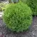 Туя ХОЗЕРИ западная в Калинковичах