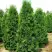 Туя ПИРАМИДАЛИС КОМПАКТА западная в Калинковичах