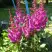 Астильба ЭЛИЗАБЕТ ВАН ВИН японская в Калинковичах