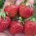 Клубника ВИМА ЗАНТА в Калинковичах