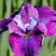 Ирис СИ Я ЛЕЙТЕР сибирский в Калинковичах