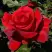Роза КРАСНАЯ МАГИЯ чайно-гибридная в Калинковичах