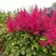 Астильба САННИ ДЕЙ гибридная в Калинковичах
