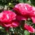 Роза ВИЕН РОУЗ чайно-гибридная в Калинковичах