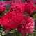 Пион БЕЛГРАВИЯ травянистый в Калинковичах