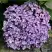 Гортензия АИША крупнолистная  в Калинковичах