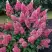 Гортензия МЕГА МИНДИ метельчатая в Калинковичах