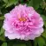 Пион ПРОЗРАЧНАЯ РОСА древовидный в Калинковичах