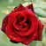 Роза ТАБУ чайно-гибридная в Калинковичах
