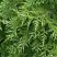 Туя СМАРАГД ВАРИЕГАТА западная в Калинковичах