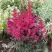 Астильба МУЛЕН РУЖ курчавая в Калинковичах