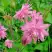 Аквилегия БАРЛОУ ПИНК гибрид МакКаны в Калинковичах
