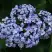 Гортензия АИША крупнолистная  в Калинковичах