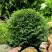 Туя ДАНИКА западная в Калинковичах