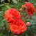Роза АНЖЕЛИКА чайно-гибридная в Калинковичах