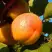 Абрикос СПАДЧЫНА в Калинковичах