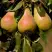 Груша РУССКАЯ КРАСАВИЦА (КРАСАВИЦА ЧЕРНЕНКО) в Калинковичах