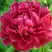 Пион КИТАЙСКИЙ ШЕЛК травянистый в Калинковичах
