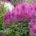 Астильба АМЕТИСТ Арендса в Калинковичах