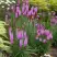 Лиатрис РОЗЕА колосковая в Калинковичах