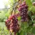 Виноград КИШМИШ ЗАПОРОЖСКИЙ в Калинковичах