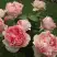 Роза ФИЛИНГ чайно-гибридная в Калинковичах