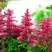 Астильба ЮНИК КАРМИН гибридная в Калинковичах