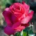 Роза ВИЕН РОУЗ чайно-гибридная в Калинковичах