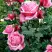 Роза ЭЙФЕЛЕВА БАШНЯ чайно-гибридная в Калинковичах