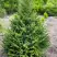 Ель КОМПАКТА обыкновенная в Калинковичах