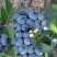Голубика НОРТЛАНД в Калинковичах