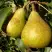 Груша ГЕНЕРАЛ ЛЕКЛЕРК в Калинковичах