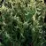 Туя ГОЛД ПЕРЛ западная в Калинковичах