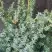 Можжевельник БЛЮ АЛЬПС китайский  в Калинковичах