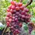 Виноград КРАСОТКА в Калинковичах
