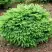 Ель НИДИФОРМИС обыкновенная в Калинковичах