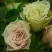 Роза ГРИН ДАЙМОНД миниатюрная в Калинковичах
