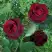 Роза ПАПА МЕЙЯН чайно-гибридная в Калинковичах