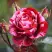 Роза ДИП ИМПРЕШН флорибунда в Калинковичах