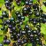 Смородина чёрная ИЗЮМНАЯ в Калинковичах